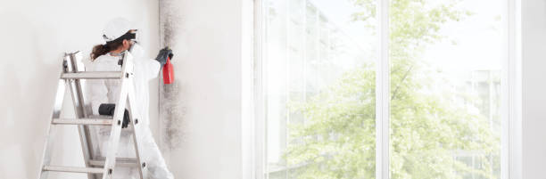 Mold Odor Removal Services in Becker, MN